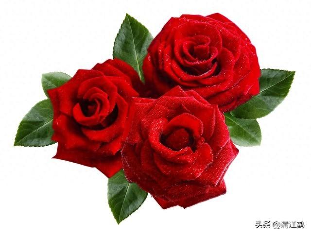 情人節(jié)送花有講究，這些花你送對了嗎？趕緊看