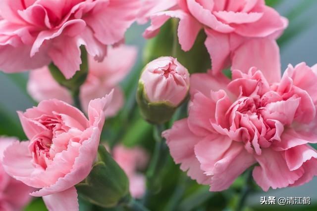 送戀人的花_送戀人花束賀卡_送戀人花束賀卡怎么寫
