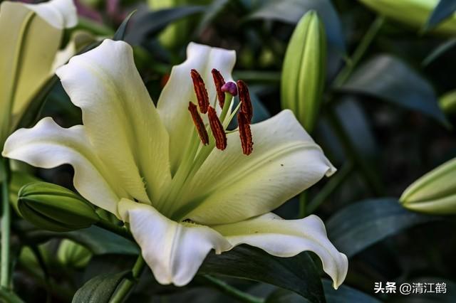 送戀人花束賀卡_送戀人花束賀卡怎么寫_送戀人的花
