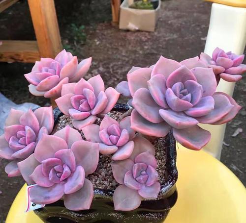 水晶多肉植物_紫水晶多肉_紫水晶多肉植物