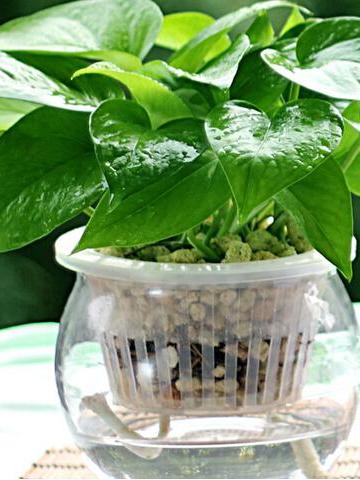 辦公室放什么植物好？