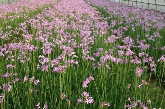藍(lán)色花卉大全花名_藍(lán)色的花名稱大全_花卉大全藍(lán)色花名有哪些