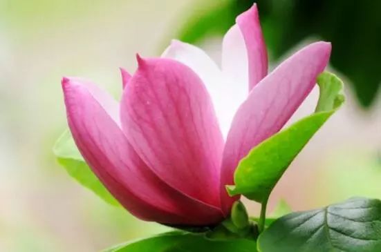 藍(lán)色花卉大全花名_花卉大全藍(lán)色花名有哪些_藍(lán)色的花名稱大全