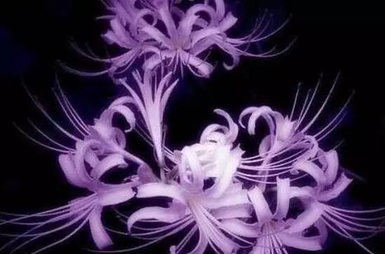 花卉大全藍(lán)色花名有哪些_藍(lán)色的花名稱大全_藍(lán)色花卉大全花名