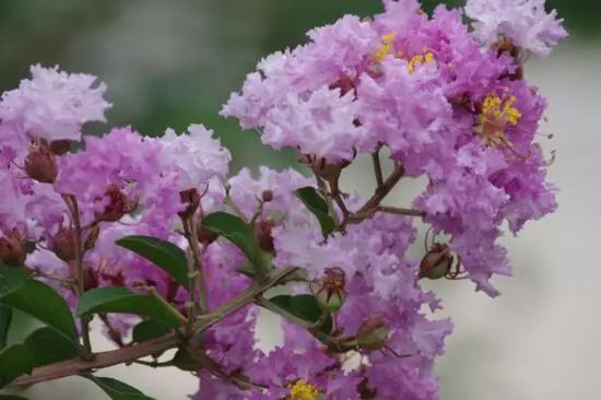 花卉大全藍(lán)色花名有哪些_藍(lán)色的花名稱大全_藍(lán)色花卉大全花名