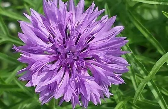 藍(lán)色花卉大全花名_藍(lán)色的花名稱大全_花卉大全藍(lán)色花名有哪些