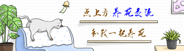 好看又耐陰的幾種盆栽綠植，適合養(yǎng)家里，沒太多陽光養(yǎng)它們就對了