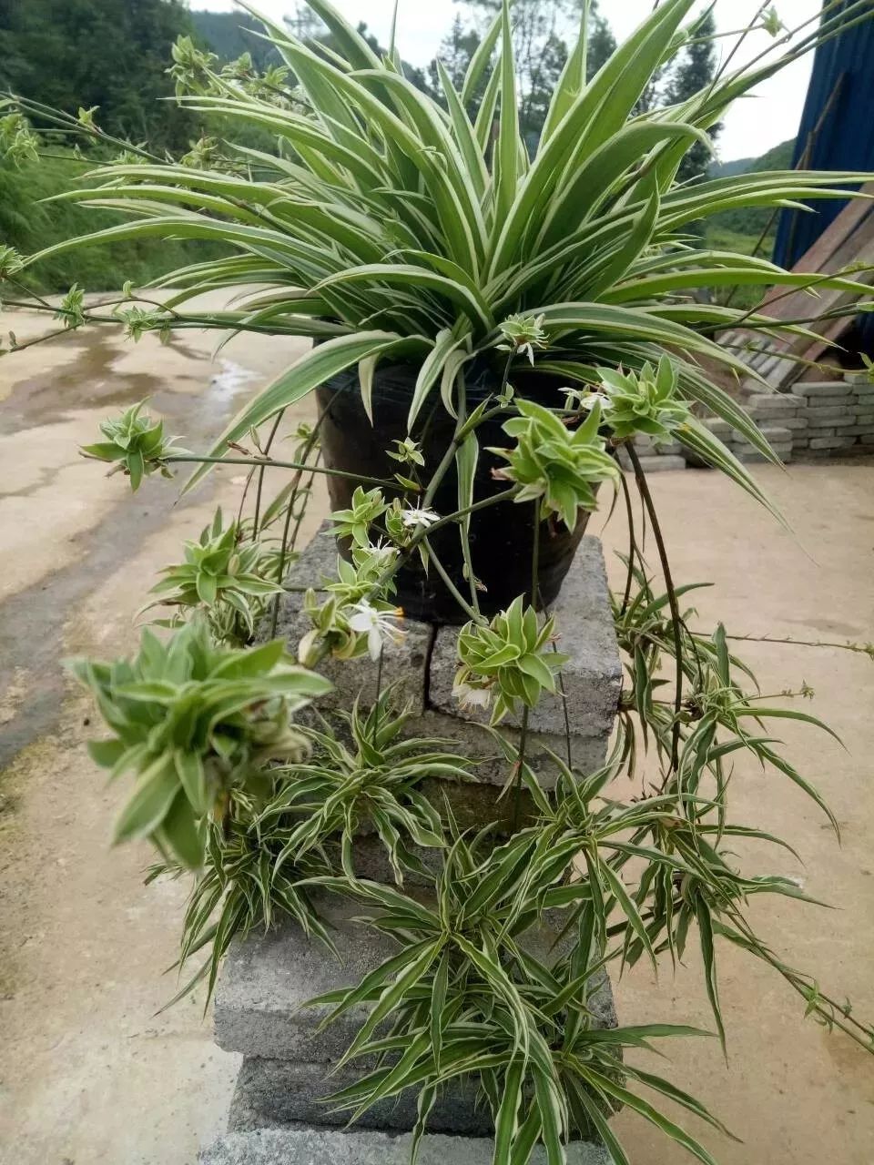 家里養(yǎng)大型綠植好嗎_家庭養(yǎng)大型的綠植物好_適合家里養(yǎng)的大型綠植有哪些