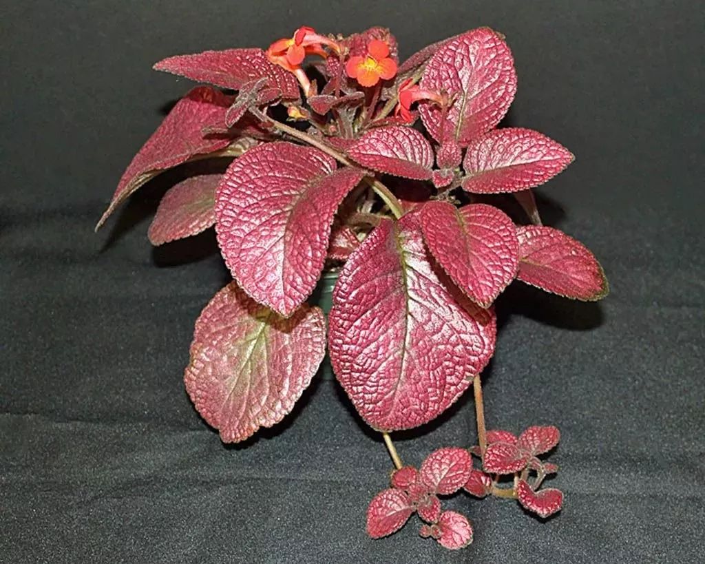 家庭養(yǎng)大型的綠植物好_家里養(yǎng)大型綠植好嗎_適合家里養(yǎng)的大型綠植有哪些