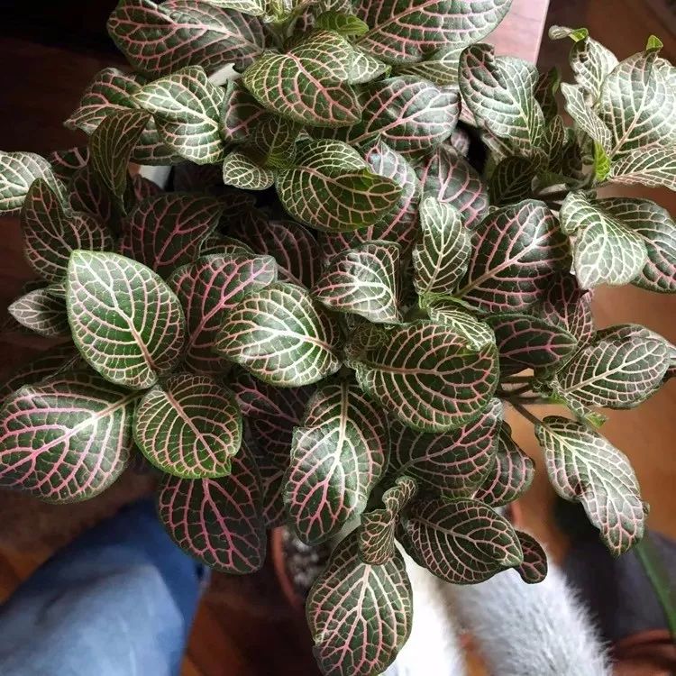 家庭養(yǎng)大型的綠植物好_適合家里養(yǎng)的大型綠植有哪些_家里養(yǎng)大型綠植好嗎