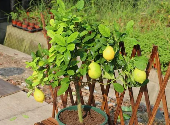 盆栽檸檬樹的養(yǎng)殖方法和注意事項，牢記這5點，結果多多
