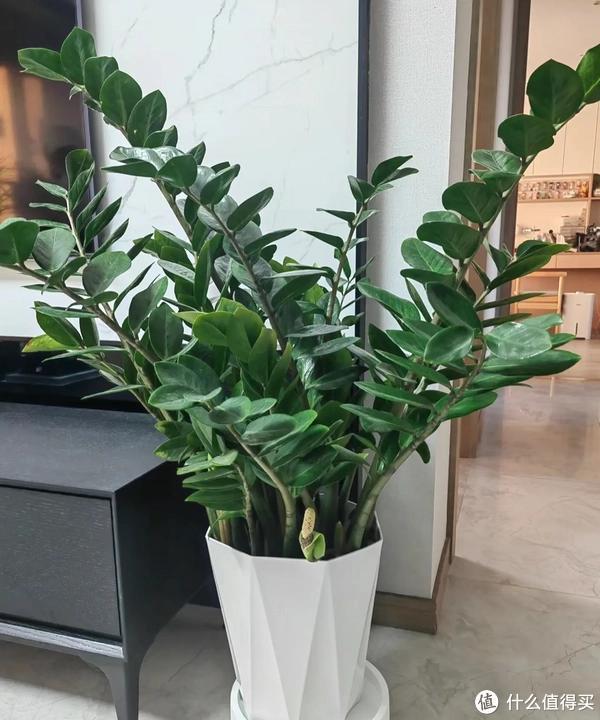 家里客廳適合養(yǎng)什么植物_客廳適合養(yǎng)植物好風(fēng)水_客廳養(yǎng)植物適合家里放什么