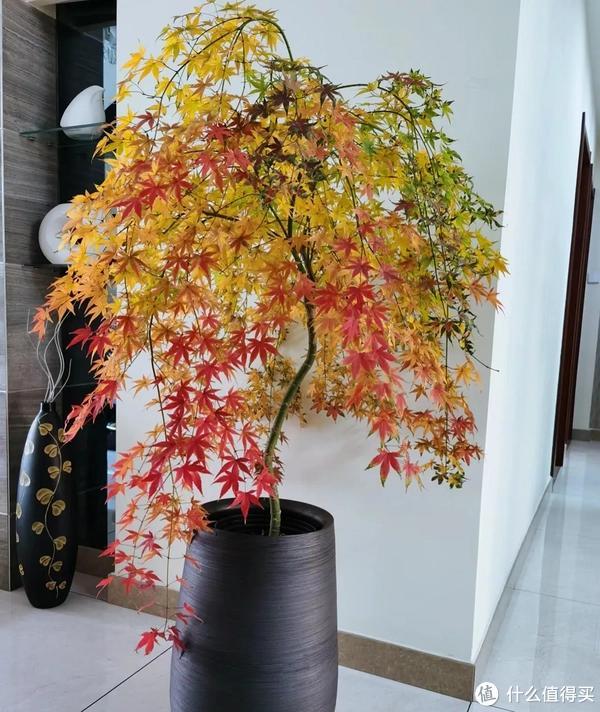 客廳養(yǎng)植物適合家里放什么_客廳適合養(yǎng)植物好風(fēng)水_家里客廳適合養(yǎng)什么植物