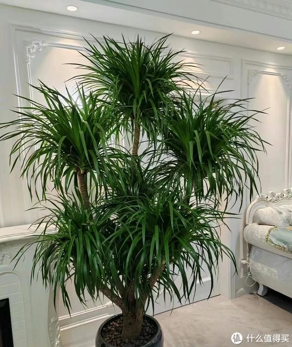 家里客廳適合養(yǎng)什么植物_客廳養(yǎng)植物適合家里放什么_客廳適合養(yǎng)植物好風(fēng)水