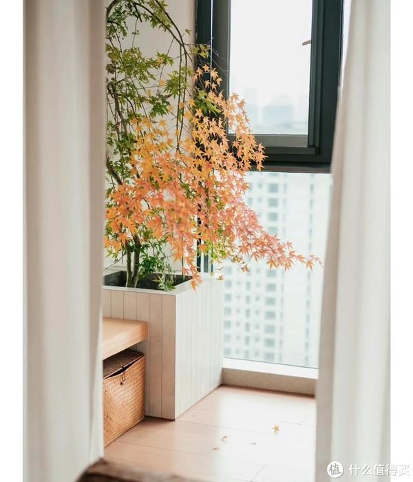 家里客廳適合養(yǎng)什么植物_客廳養(yǎng)植物適合家里放什么_客廳適合養(yǎng)植物好風(fēng)水