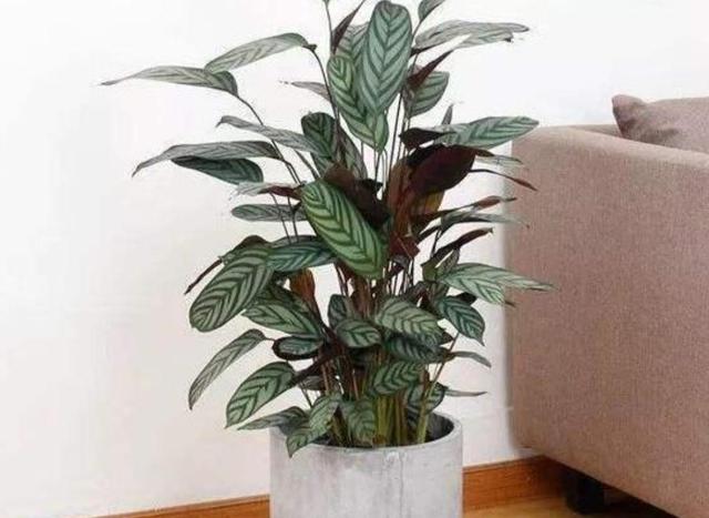 養(yǎng)什么花可以凈化家里空氣_室內(nèi)凈化空氣花_凈化養(yǎng)空氣花家里可以種植嗎