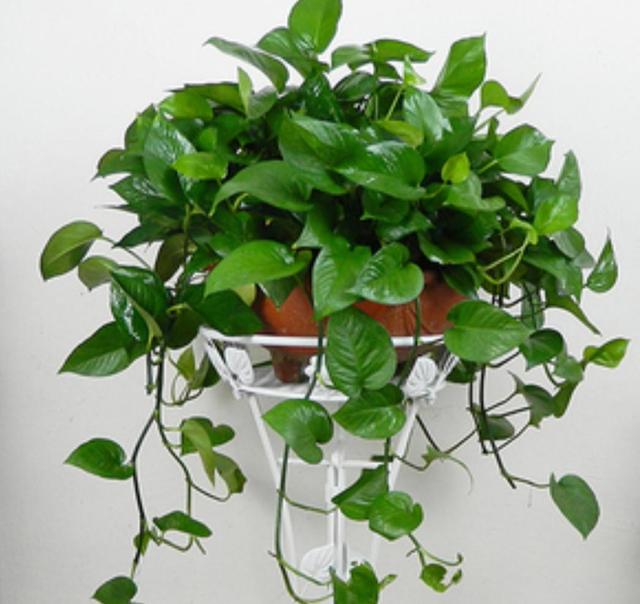 養(yǎng)什么花可以凈化家里空氣_室內(nèi)凈化空氣花_凈化養(yǎng)空氣花家里可以種植嗎