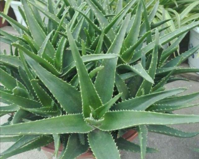 室內(nèi)凈化空氣花_凈化養(yǎng)空氣花家里可以種植嗎_養(yǎng)什么花可以凈化家里空氣