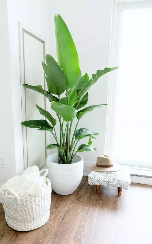 玄關(guān)鞋柜上放什么綠植好_玄關(guān)鞋柜擺什么花_玄關(guān)鞋柜放什么植物好