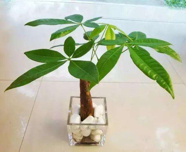 9種適合養(yǎng)在室內的花, 讓您的家有個花花世界!