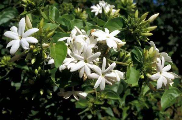 在家養(yǎng)適合花里放什么_什么花適合在家里養(yǎng)_最適合養(yǎng)在家里的花都是什么