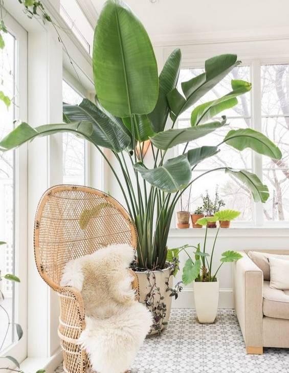 客廳適合擺放綠植_客廳綠植適合放家里嗎_家里客廳適合放什么綠植