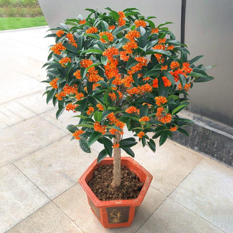 客廳適合擺放綠植_客廳綠植適合放家里嗎_家里客廳適合放什么綠植