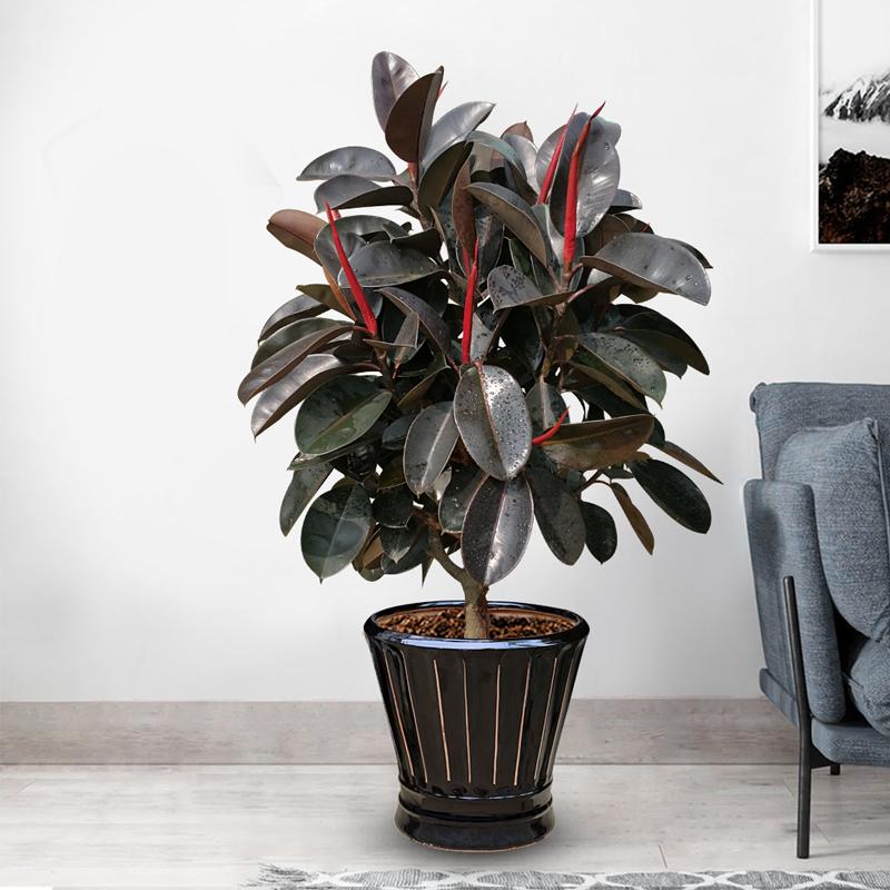 客廳適合擺放綠植_客廳綠植適合放家里嗎_家里客廳適合放什么綠植