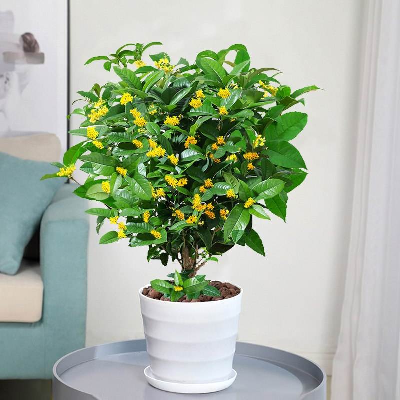 客廳適合擺放綠植_客廳綠植適合放家里嗎_家里客廳適合放什么綠植