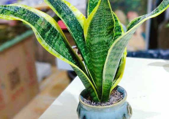 書房養(yǎng)適合花草嗎_書房適合養(yǎng)的花_適合書房養(yǎng)的花