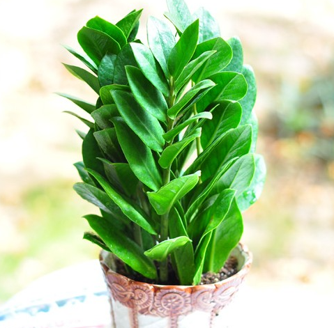 書房養(yǎng)適合花草嗎_適合書房養(yǎng)的花_書房適合養(yǎng)的花