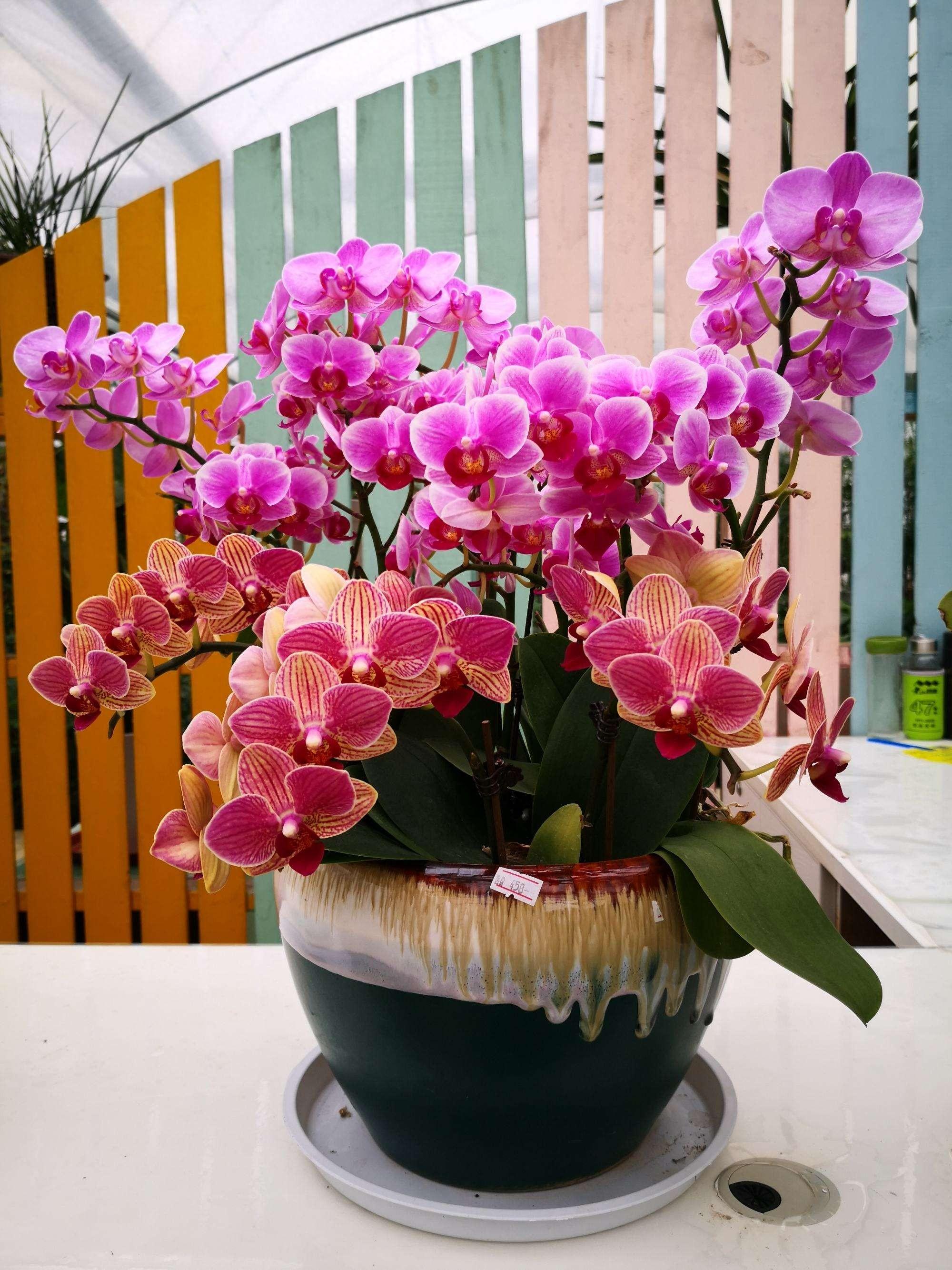 蝴蝶蘭春天要曬一曬，密閉在房間里，反而容易養(yǎng)死它