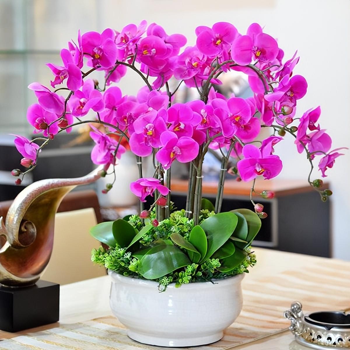 養(yǎng)室外室內(nèi)蝴蝶蘭好嗎_蝴蝶蘭室內(nèi)養(yǎng)還是室外養(yǎng)_養(yǎng)室外室內(nèi)蝴蝶蘭好不好