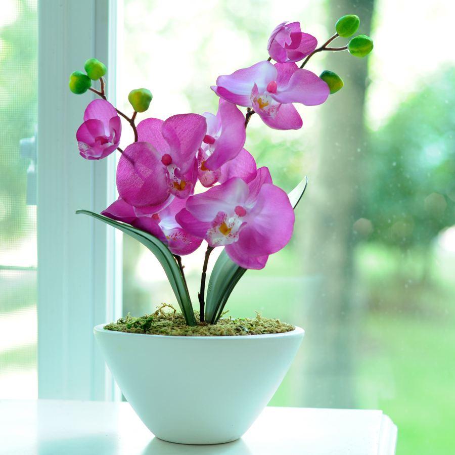 蝴蝶蘭室內(nèi)養(yǎng)還是室外養(yǎng)_養(yǎng)室外室內(nèi)蝴蝶蘭好不好_養(yǎng)室外室內(nèi)蝴蝶蘭好嗎