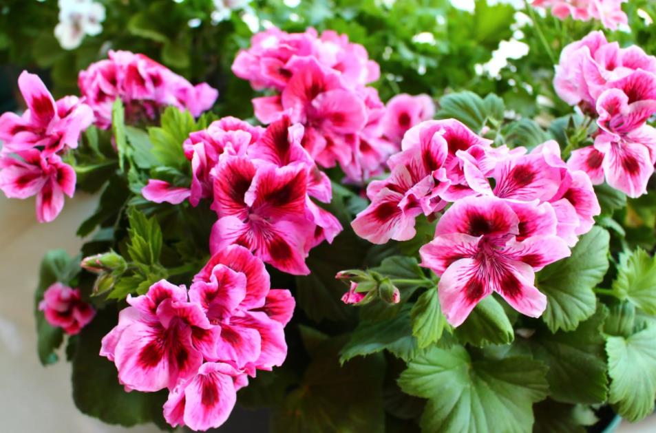 陽臺四季開花種植推薦_陽臺四季開花好養(yǎng)花卉推薦_適合陽臺一年四季開花