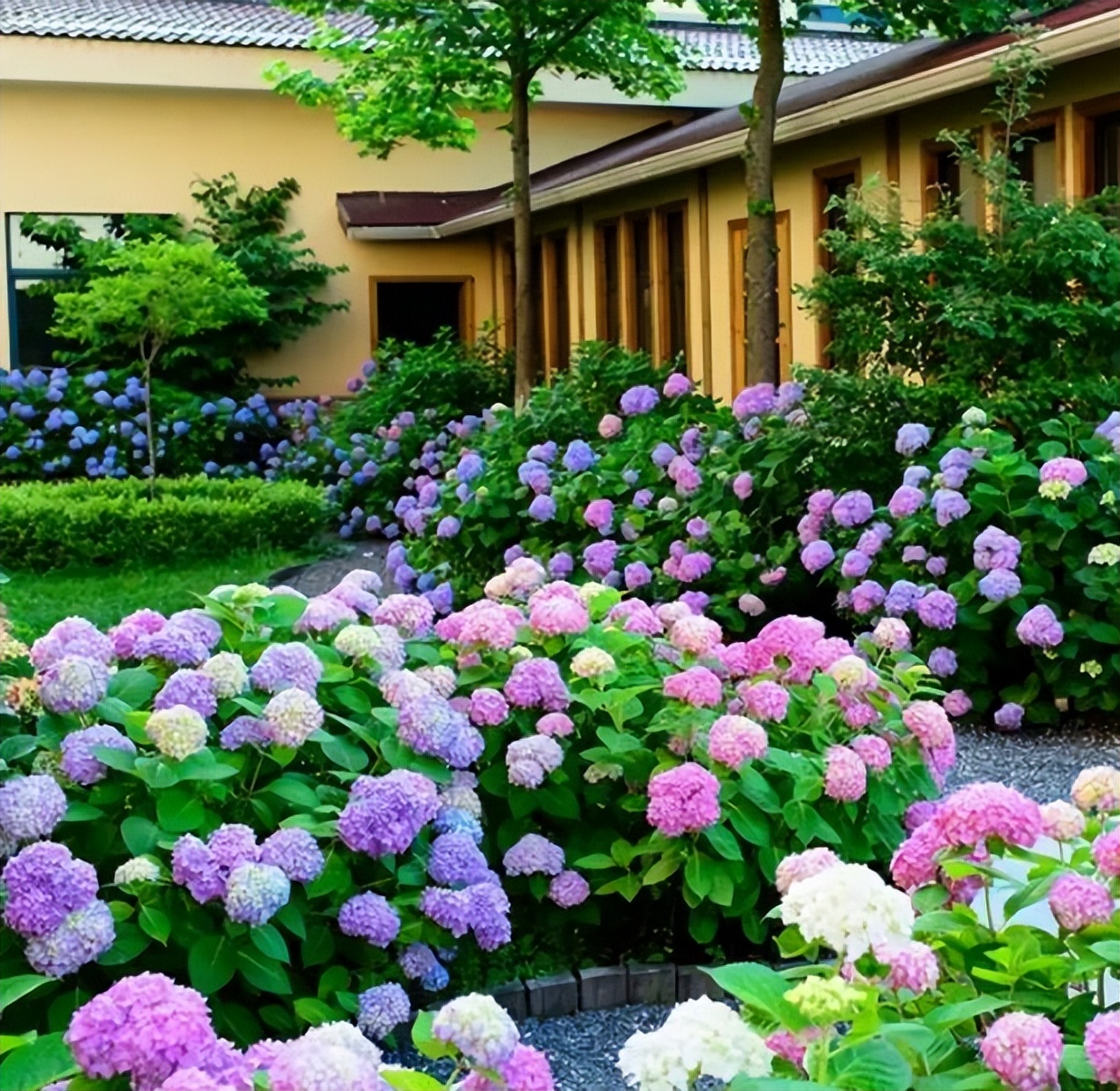 陽臺四季開花好養(yǎng)花卉推薦_適合陽臺一年四季開花_陽臺四季開花種植推薦