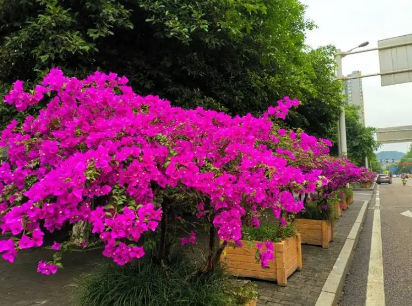 陽臺四季開花好養(yǎng)花卉推薦_適合陽臺一年四季開花_陽臺四季開花種植推薦