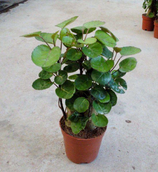 搬家喬遷想送花？選這9種，包你滿意！