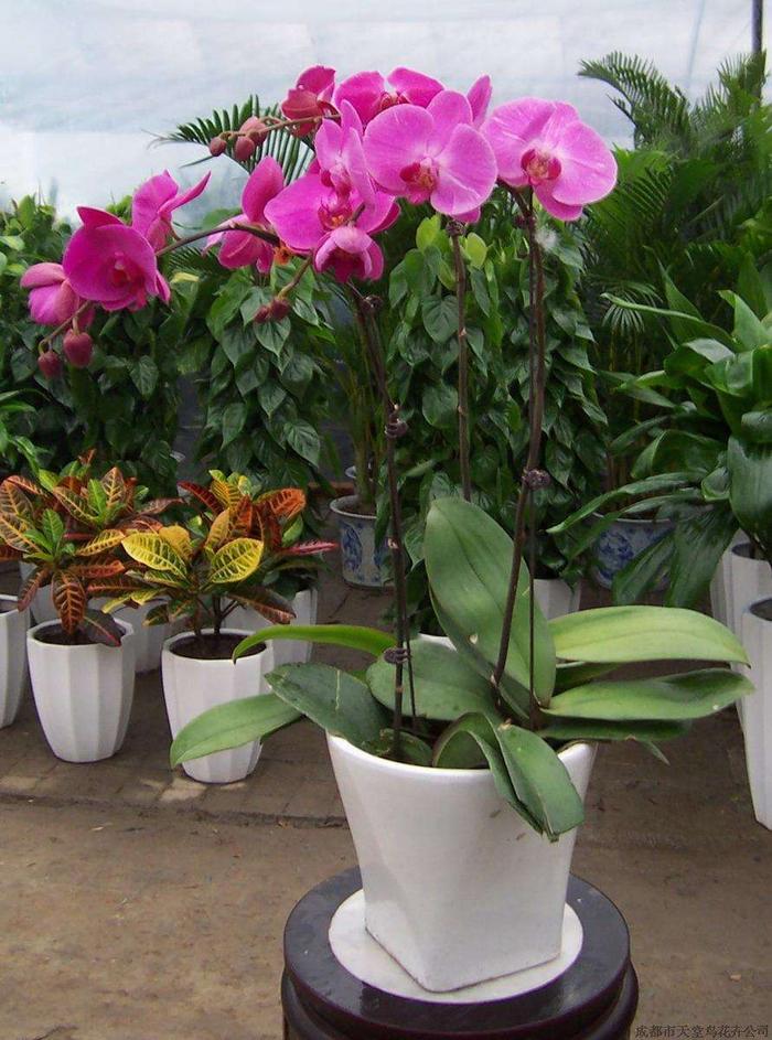 喬遷之喜送花的寓意_送花喬遷的話_喬遷送花的祝福語