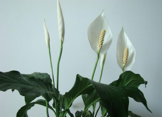 適合家中養(yǎng)的綠植_家中養(yǎng)綠植適合養(yǎng)什么花_家里養(yǎng)綠植養(yǎng)什么好