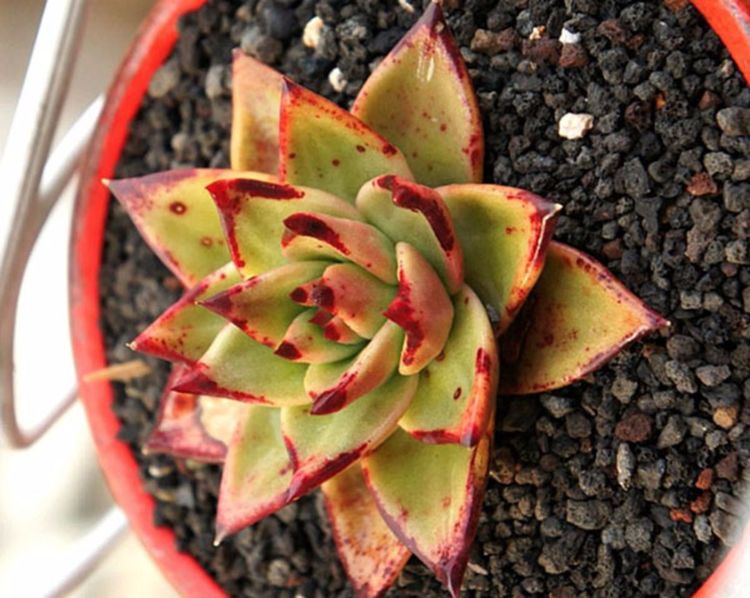 多肉烏木好不好養(yǎng)_多肉烏木怎么養(yǎng)_多肉烏木越養(yǎng)越瘦