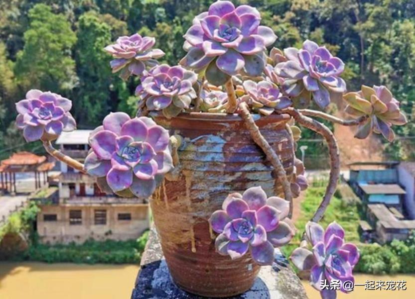 <strong>趁著還沒(méi)立冬，趕緊養(yǎng)盆多肉紫樂(lè)，皮實(shí)好養(yǎng)越曬越好看，值得擁有</strong>