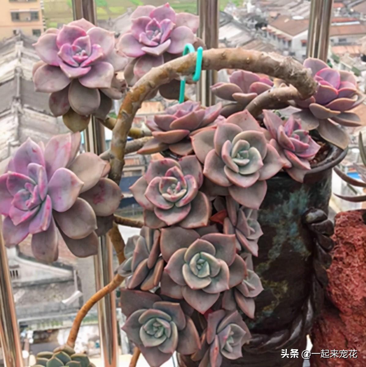 菲歐娜多肉好養(yǎng)嗎_海琳娜多肉好養(yǎng)嗎_戀曲多肉好養(yǎng)嗎