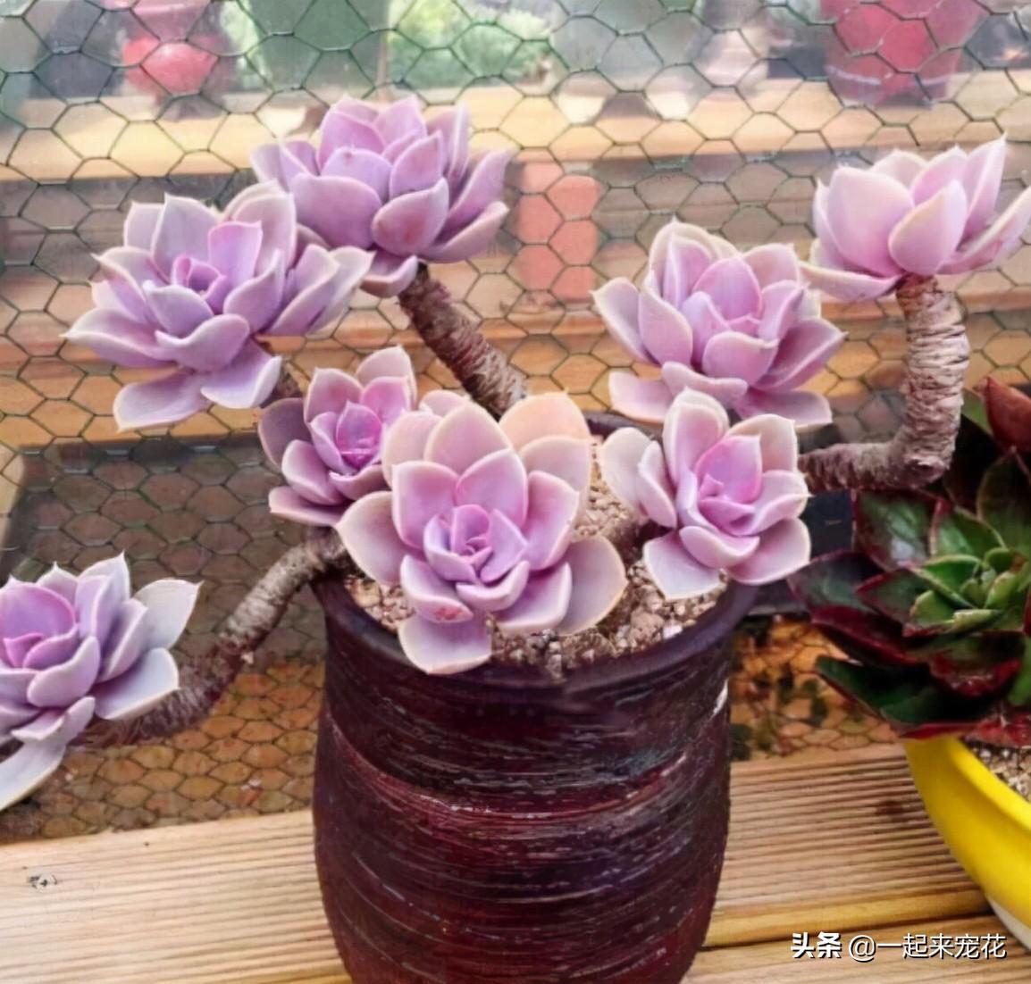 戀曲多肉好養(yǎng)嗎_菲歐娜多肉好養(yǎng)嗎_海琳娜多肉好養(yǎng)嗎