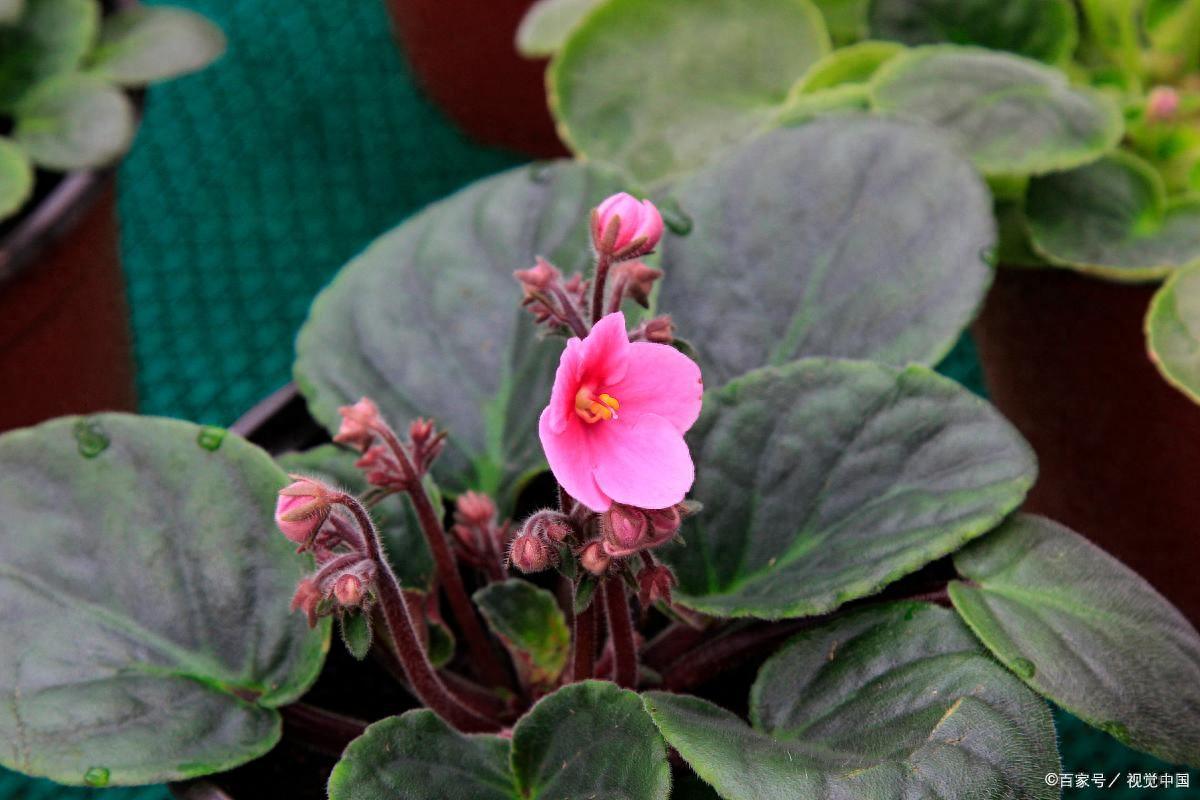 比較耐陰的花卉有哪些_花卉耐陰植物_哪種花耐陰