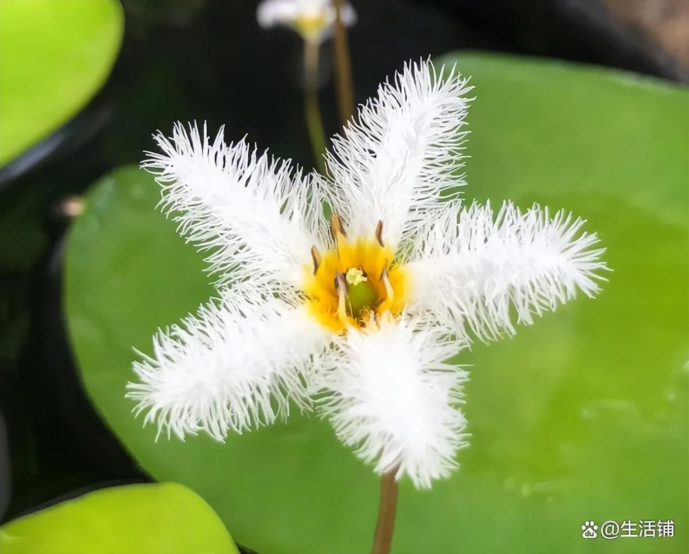 哪種花耐陰_比較耐陰的花卉有哪些_花卉耐陰植物