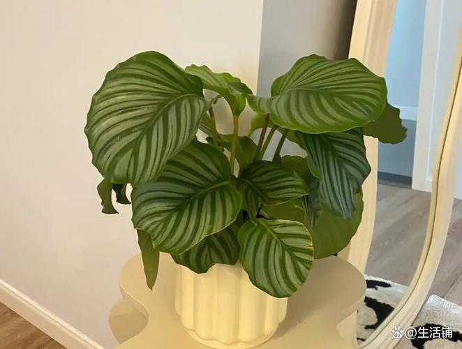 哪種花耐陰_比較耐陰的花卉有哪些_花卉耐陰植物