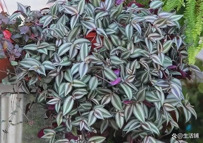 哪種花耐陰_花卉耐陰植物_比較耐陰的花卉有哪些