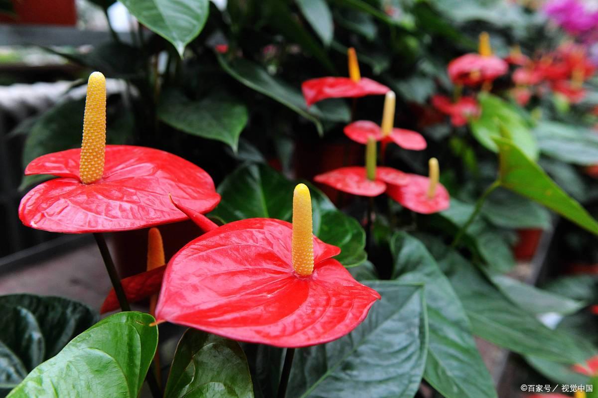 花卉耐陰植物_哪種花耐陰_比較耐陰的花卉有哪些