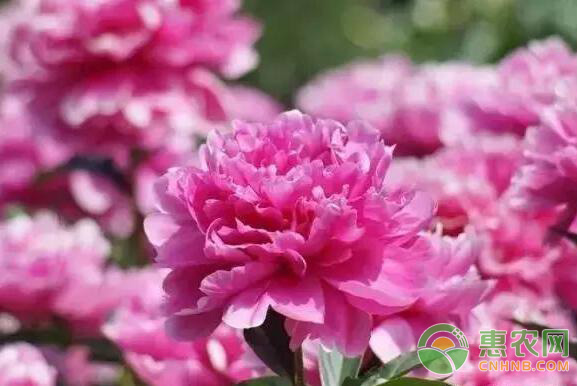 盆栽芍藥可以水培嗎_芍藥可以盆栽嗎_盆栽芍藥可以施肥嗎